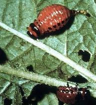 Colorado Potato Beetle Hosts range includes solanaceous plants including tomato, eggplant, and pepper Damage Larvae and adults feed on