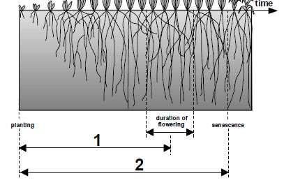 Do roots keep growing along the crop cycle?