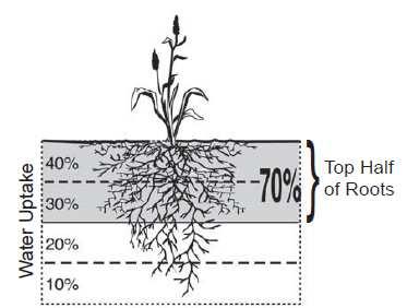 More uncertainties How are roots distributed along the soil profile? What is the real pattern of water uptake by roots, under different conditions NO TIME TO FIND OUT ANSWERS!