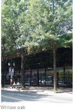 Add trees along Main Street from Jacob to Depot Streets DEPOT Increase tree canopy on