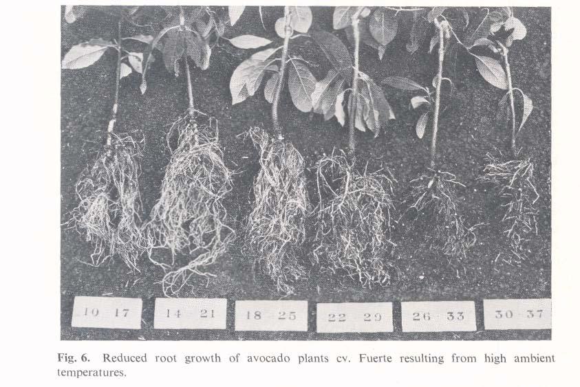 Effect of Temperature on the Growth of Avocados 555 appeared to have died during the experiment in the high than in the low temperature treatments.