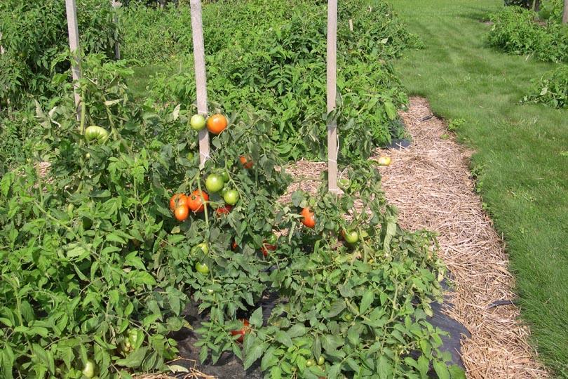 Tomato Leaf Blight Control Tolerant varieties Mtn.