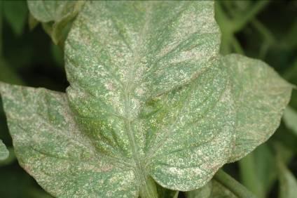 Spider Mite Control Forceful water