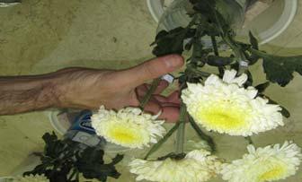 INTRODUCTION Chrysanthemum (Denderanthema grandiflorum L.