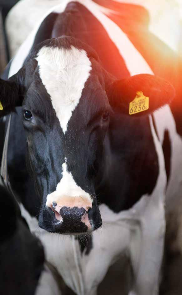 System Infosheet The benefits Nedap Cow Positioning Popular combinations The flexible character of the Dairy Management technical platform makes with integrated Heat Detection easy to expand.