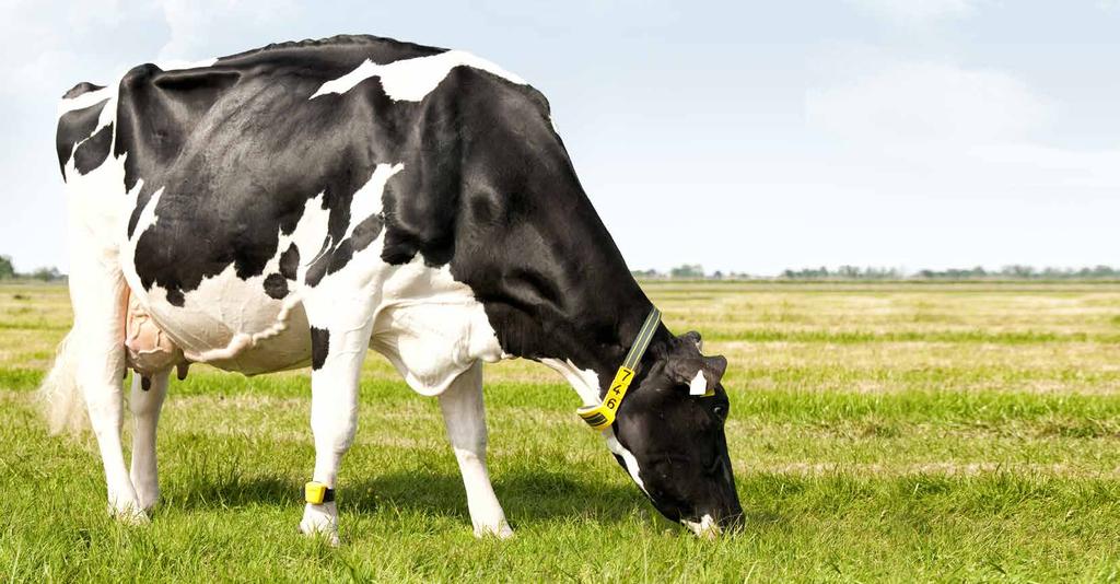 Nedap Heat Detection with Health Monitoring: See more than an expert eye On average, Nedap Health Monitoring warns of cows needing attention two days earlier than can be detected by the most expert