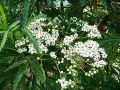 Flower/Fruit/Bark: Tiny white flowers in clusters 4-8 across, bloom June-September, persist year-round. Insignificant fruit. Rough, shredding red-brown bark.