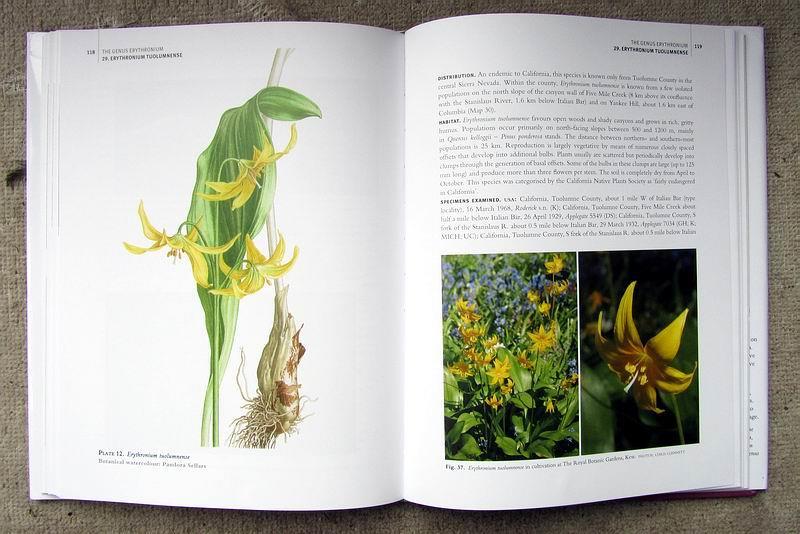 The largest part of the book, Taxonomic Treatment, has the description, details, photographs and 14 botanical paintings to help illustrate all the 29 species currently recognised.