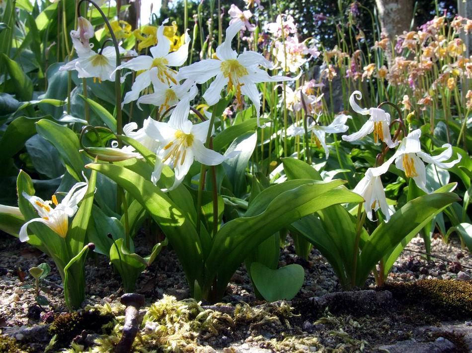 Erythronium montanum I also think that Erythronium sibericum is more in cultivation than the author is