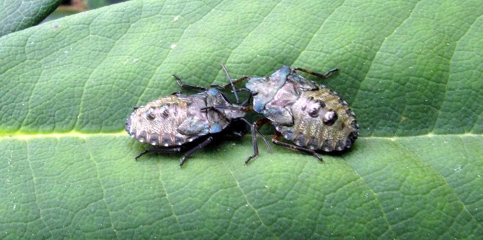 They are some kind of Shield Bug but I would be grateful if any of you