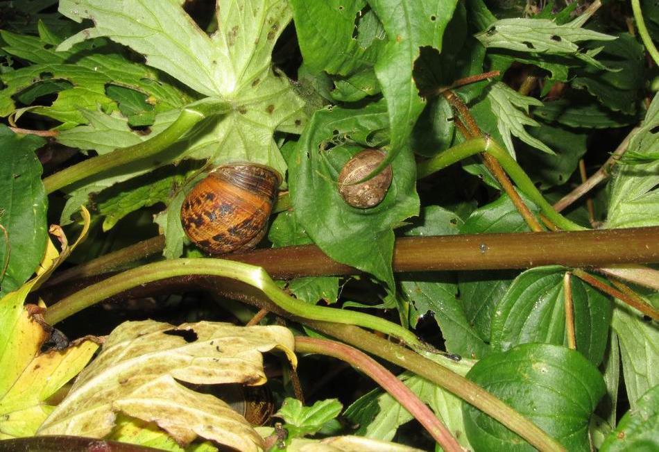 Adults and juveniles are chomping their way through many of our plants and we go on regular snail hunts in an attempt to prevent their numbers growing much bigger.