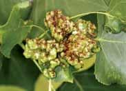 For severe infestations, dislodge aphids with a strong spray of water, or treat with a contact insecticide.
