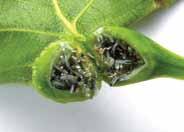 Larvae are pale, whitish-green. Leafminers pose little threat to health of trees. In most years, natural enemies keep populations in check.