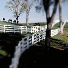 INTEGRITY With its rolling grasslands, stone fence rows, black-board horse fences and treelined roads, central Kentucky s Bluegrass region is one of the most beautiful and bucolic areas in North