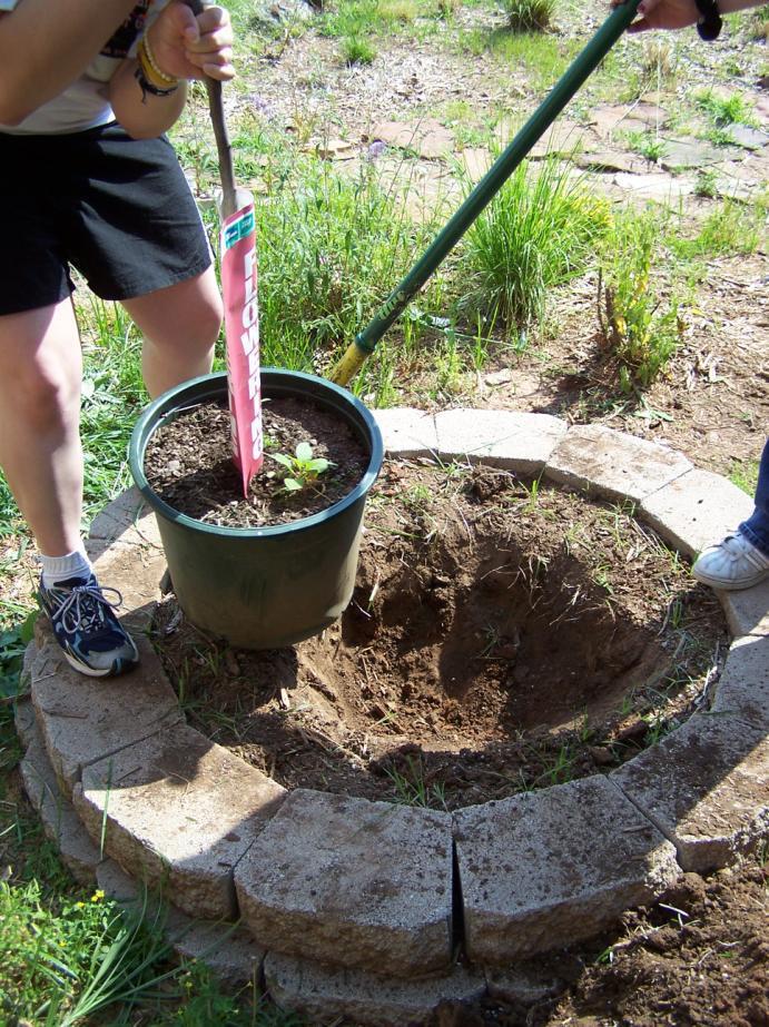 Steps for properly planting a container tree Items needed for the task: * Round Point Shovel * Tape Measure * Post-Hole Digger * Water Container (hose hook-up) * Hammer/Sledge * Stakes (wooden or