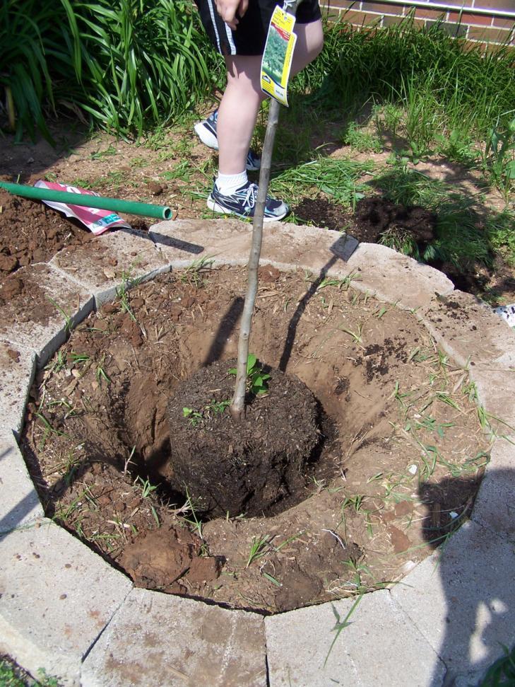 5. Properly place the tree in the hole.