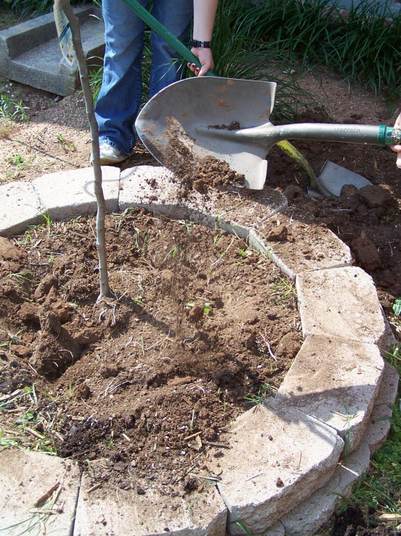 6. Back fill the hole to the top of the root