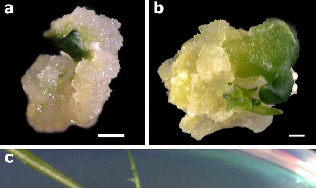 962 Afr. J. Biotechnol. Figure 1. Adventitious shoots regeneration cotyledonary leaves of safflower on a medium supplemented with 0.5 mg/l TDZ and 0.25 mg/l IBA.