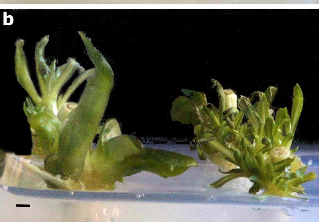 1 cm for a and b. Table 2. Effects of BAP and NAA combinations on shoot multiplication from cotyledonary node and meristem tip of safflower.