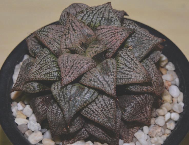 BRITISH CACTUS AND SUCCULENT SOCIETY OXFORD BRANCH OPEN SHOW & HAWORTHIA Society SHOW Old Mill Hall, School Lane, Grove OX12 7LB Saturday 12th August 2017