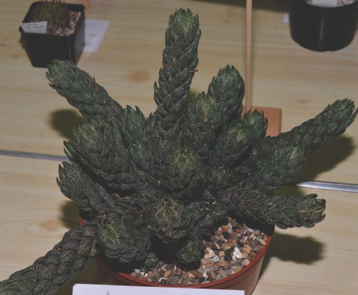 SECTION FIVE HAWORTIA SOCIETY SECTION Haworthia coarctata All classes max pot size 14cm unless otherwise stated 62 H. arachnoidea including all varieties, H. lanata, H. bolusii including var.