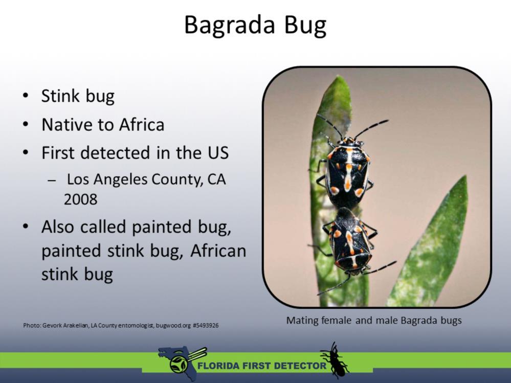 The Bagrada bug, Bagrada hilaris, is also called the painted bug, painted stink bug, or African stink bug. It is a type of hemipteran or True Bug. It has a distinctive shieldshaped body.