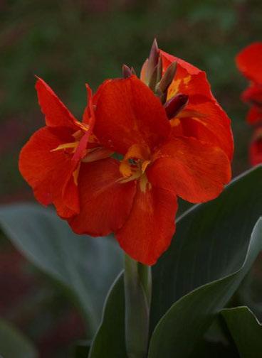 First F1 seed canna More vigorous and sturdy than other seed propagated cannas