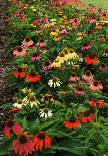 Vivid color range in a first year flowering perennial from seed Shades of purple,