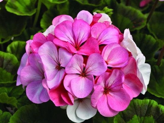 Unique flower coloration Starts out white then deepens to deep rose-pink as the