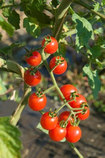 Superior taste Uniform red fruits Vigorous indeterminate plants Late Blight,