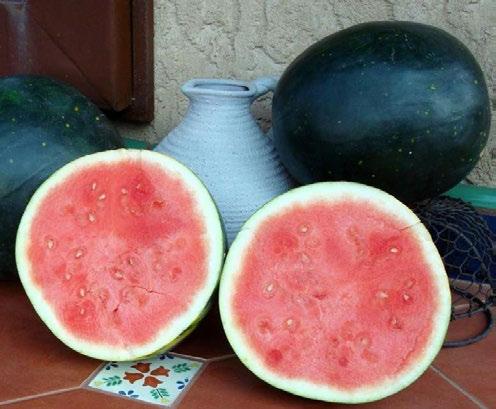 First hybrid triploid watermelon bred specifically for the Home Garden market High yielding
