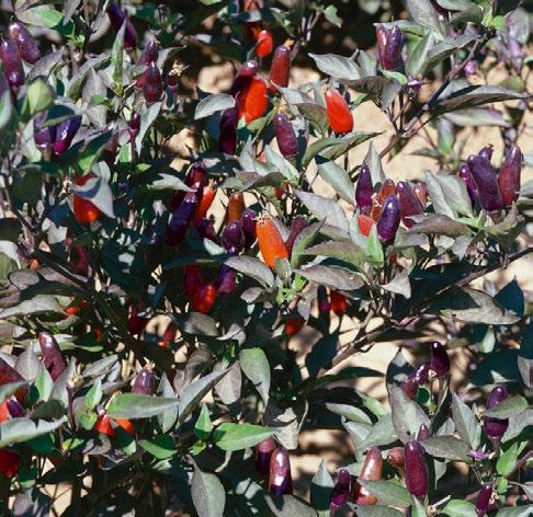 Attractive purple foliage Fiery hot but edible fruit, Works well