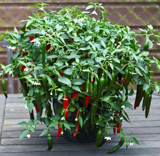 Compact plant Perfect for containers and hanging baskets Full of delicious, mildly