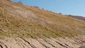 Since cuts slopes often have poor soil quality, reapplication of stockpiled topsoil and/or use of appropriate soil inoculants, amendments or fertilizers will