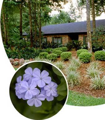 Florida Friendly Landscaping Wendy Wilber
