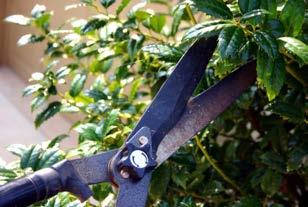 Prune only as needed Most of your shrubs won t need pruning for a few years Prune evergreen shrubs in