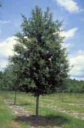 Live Oak Quercus