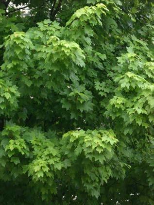 Sugar Maple Acer saccharum 30-40 feet