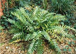Crytomium falcatum Holly fern Sun: partial to full shade Soil: acid ph Height: 2 feet