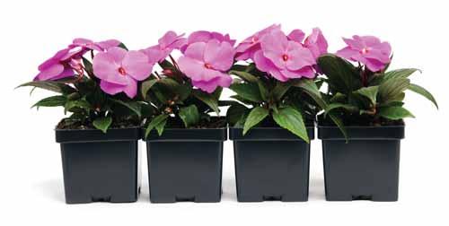 Sample Job Start/Propagate Herbaceous Plant from a Stem Tip Cutting Maximum Time: 25 minutes Participant Activity: The participant will prepare 12 containers for starting, by direct sticking, 12