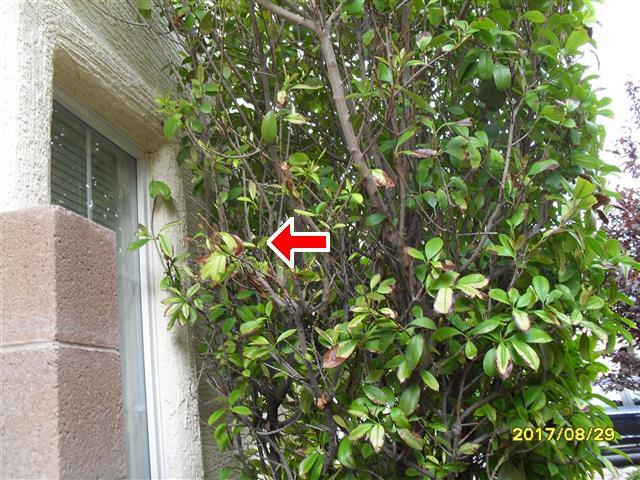 2 Branches touching the wall need trim back of shrubs, trees where