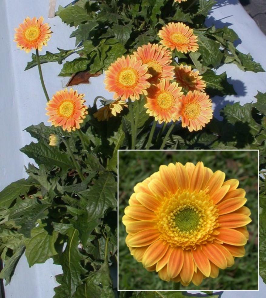 'UF Multi-flora Peach' and 'UF Multi-flora Pink Frost' Gerberas - University of Florida... 2 lobed, with deep lobes on the base, medium in the central part and slight at the apice.