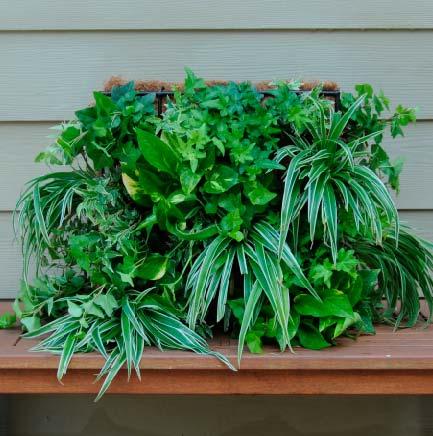 Planting a Living Wall Planter The Secret to the Instant Full Look: Flexible