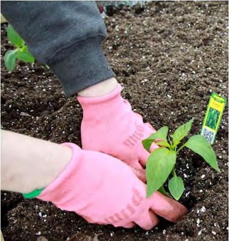 that are large enough to handle, poke a hole in the soil up to your index finger first knuckle, drop the seed in, and cover with soil.