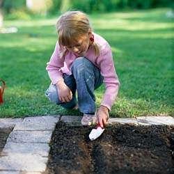 Make a trench in the soil the size of the seed A