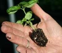 1. Gently remove seedling - push up on