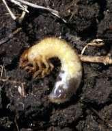 Soil Borne Pests Cutworm