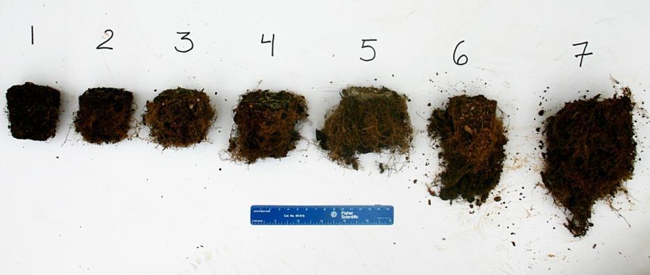 grass hull compost treatment, showing thin, leathery