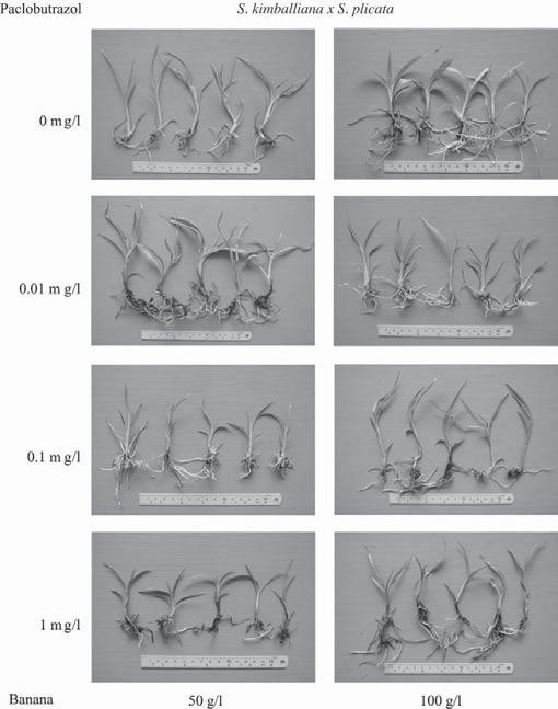 154 Kasetsart J. (Nat. Sci.) 38 (2) Figure 4 Seedlings of S.
