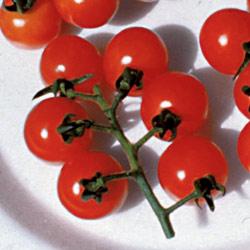 Tomato Ladybug Hybrid The Sweetest Red Cherry Yet!